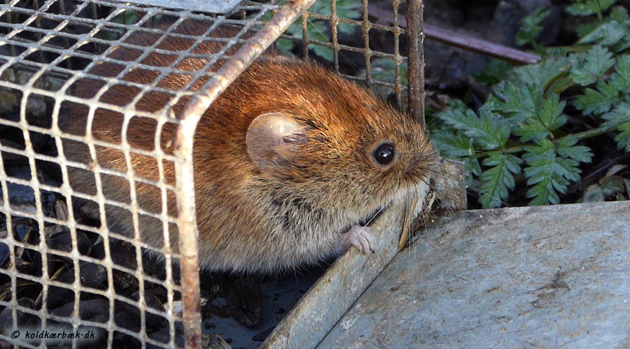 Rødmus ved Koldkær Bæk. 31-3-2016. I forbindelse med en undersøgelse af gnaverbestanden, blev musen fanget levende i en fælde om natter og genudsat om morgenen. Rødmusen blev konstateret i et Brombærkrat og i en gruppe af Kirsebærtræer i kanten af overdrevet, 40 m fra Koldkær Bæk.